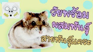 การเลี้ยงแฮมสเตอร์: วัยพร้อมผสมพันธุ์ แฮมสเตอร์สายพันธุ์แคระ hamster / พี่มีน min story