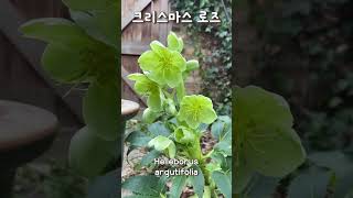 영국 정원사의 계절 꽃 들: 크리스마스로즈 / Helleborus argutifolia