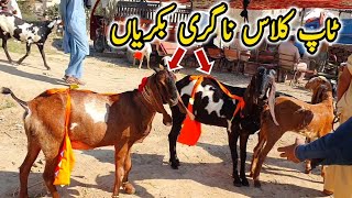 Top Class Nagra Beetal Desi Dogli Bakriyan | Taxila Bakra Mandi Update February 2023