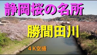 静岡の桜名所〜勝間田川の桜並木〜【4K空撮＆地上撮影】