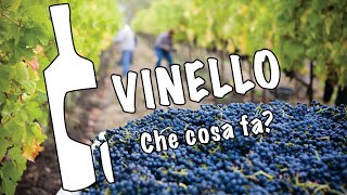 Che cosa fa Vinello? ENGLISH VERSION