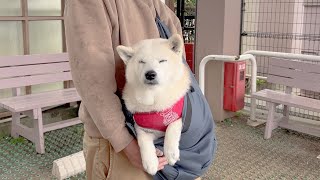 病院の待ち時間中、赤ちゃんカンガルーになる柴犬