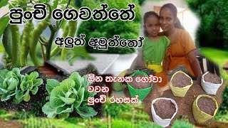 පුංචි ගෙවත්තේ හැමදාම එලවලු හැදෙන්නෙ මෙහෙමයි /my home garden/we 2 girl2 👭