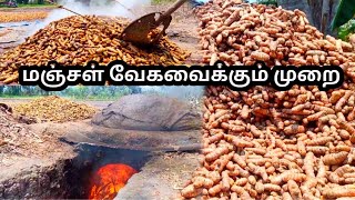 Turmeric Boiling Process | மஞ்சள் வேகவைக்கும் முறை | மஞ்சள் சாகுபடி #turmeric #farming #business