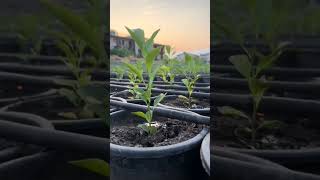 #planting #lemon #cultivation #shortsvideo @gowtham.p3435