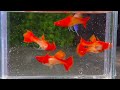 small fish for your freshwater aquarium best beautiful nano fish for aquarium