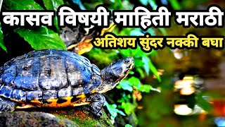 कासवाची माहिती | kasvachi mahiti | kasav | कासव | kasav chi mahiti | kasav vishay mahiti | tortoise