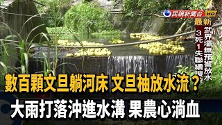 數百顆文旦躺河床 連日大雨打落沖刷流入水溝－民視新聞