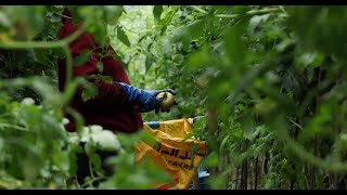 tomato harvest motoyama Farm