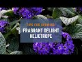 3 Tips for Growing Fragrant Delight Heliotrope: A Beginner's Guide (+ Bonus Tip at the End)