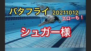 【バタフライ】シュガー様　20211012 一礼会