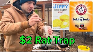 Simple \u0026 Natural Remedy to Get Rid of Rats