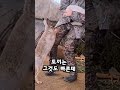 토끼의 엄청난 속도 ㄷㄷ 공격력 0 공격속도 9999