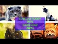 Cute, Funny and Adorable Pets and Other Animals PART 2 - Cutest Pets Ever - Aww Animals - Soo Cute!