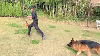 八幡警察犬訓練所 マエストロ