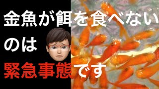 【緊急事態】金魚の食欲が低下、餌を食べない、吐き出す原因と対策！