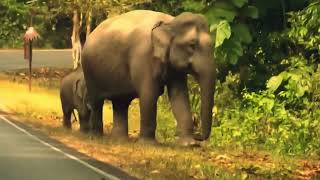 แตกตื่น สีดอ 1 มาลานกางเต้นท์ #ช้างป่า#เขาใหญ่ #wildlife #nature #elephant #ท่องเที่ยว #ช้าง