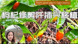 枸杞修剪插枝與移植 栽培枸杞樹  Tips to trim and plant Gogi berry (wolf berry)