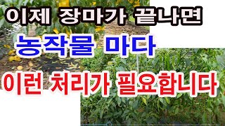 장마 후 농작물 관리. 이제 장마가 끝나면 농작물마다 이런 처리가 필요합니다.(장마 후 농작물 병해충 방제 요령, 장마 후 비료 살포, 엽면시비 등)