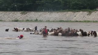 86 grazing sheep trapped in river get rescued by Chinese firefighters
