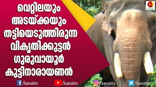 ഏഷ്യാഡ്‌ അപ്പു എന്ന ഗുരുവായൂർ കുട്ടിനാരായണൻ | Elephant Stories | Asiad Appu | Elephant Kerala