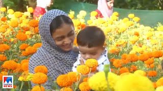 ചെണ്ടുമല്ലി പൂക്കള്‍കൊണ്ട് നിറഞ്ഞ് മലപ്പുറം പുഴക്കാട്ടിരി കടുങ്ങപുരത്തെ തെങ്ങിന്‍തോപ്പും വയലും​| Ona