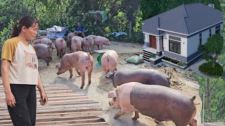 How many tons of pigs does Kieu need to sell to build her dream house? ( Ep 363 )