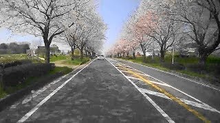 桜咲く頃2020　ふれあい道路の桜並木（茨城県取手市）2020-3-26