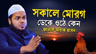 সকালে মোরগ ডেকে ওঠে কেন জানলে অবাক হবেন | Abdullah bin abdur razzak new waz