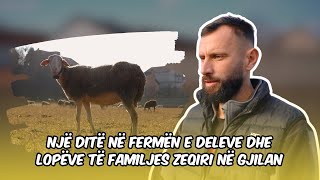 Një ditë në fermën e deleve dhe lopëve të familjes Zeqiri në Gjilan