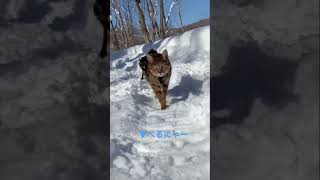 雪の中のお散歩 #shorts