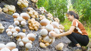 BREAKING ! Harvesting White Thorn Mushroom Goes to market sell | Fungus that grows on rocks