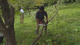 本荘･石沢「絆の茂里」でボランティアらが桜の木の剪定･枝打ち作業（令和2年9月15日放送）【秋田県由利本荘市】