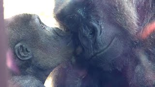 The western gorilla mother Genki and her child Kintaro are beautiful. Date taken: May 22, 2022.