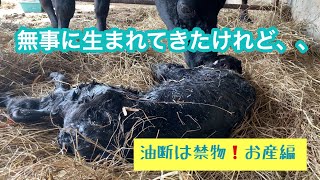 生まれた後に異変が⁉️子牛ちゃんピンチ