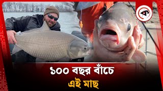 রহস্যময় এই মাছ বাঁচে ১০০ বছর | Bigmouth buffalo Fish | Kalbela