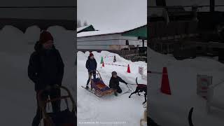 20250131 富良野「狗拉雪橇」體驗，抵達終點時，狗狗常衝過頭