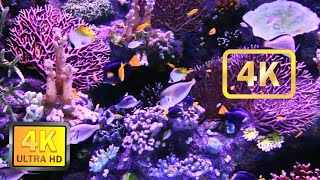 The Amazing Underwater World of the Red Sea in 4K - Part #1