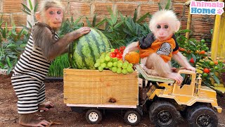BiBi goes to pick fruit to feed baby monkey OBi