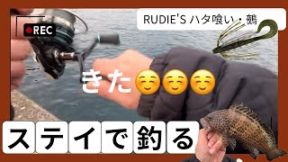 RUDIE'S ハタ喰い鵺で、渋い時期でもオオモンハタが釣れた！釣りvlog