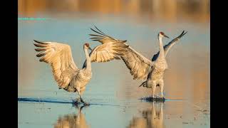 Sandhill Crane Migration