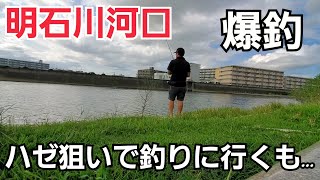 明石川河口へハゼを釣りに行くも…