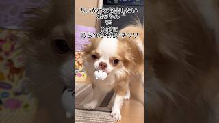 ブチ切れチワワVS娘ちゃん　#犬のいる暮らし #チワワ #ちいかわ