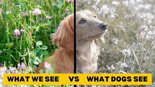 Dog Vision vs Human Vision