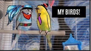 A little bit about my birds II Penelope S