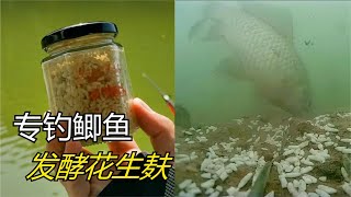 發酵花生麩釣魚真的有那麽厲害？水下測試揭露真相，結果很明顯