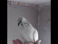 Budapest Highflyer Pigeon baby #pigeons #loft #birds #Budapest #highflyer