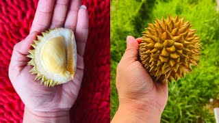 UNBOXING DURIAN MINI - KECIL KECIL CABE RAWIT