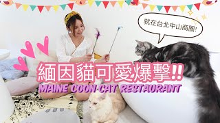 緬因貓可愛爆擊！十幾隻貓陪你吃飯玩耍的《紅玥緬因貓藝廊》I Live A Better Life