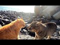 【野良猫喧嘩】野良猫が凄まじい鳴き声で取っ組み合いの喧嘩！男のプライドをかけた戦いが凄すぎる！